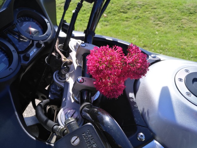 Tag 5: Flower of the Day
