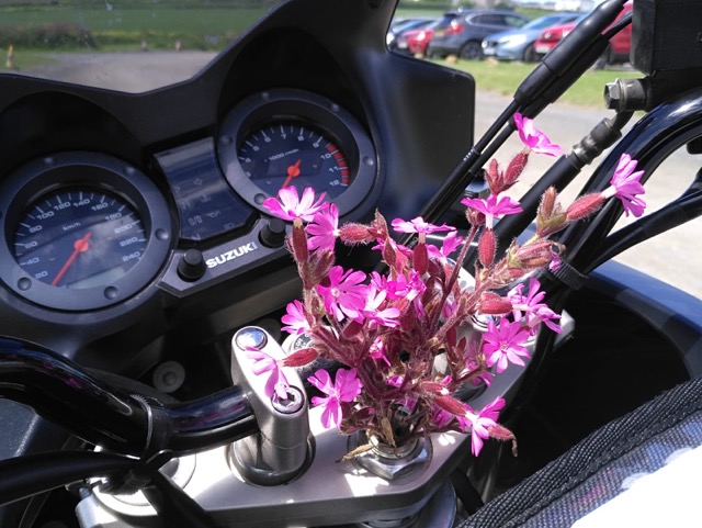 Tag 7: Flower of the Day