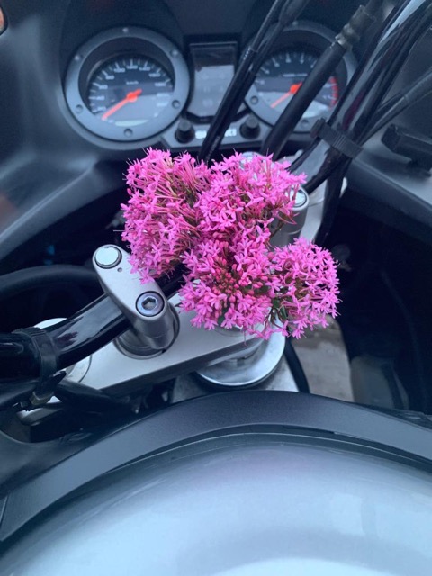 Tag 8: Flower of the Day